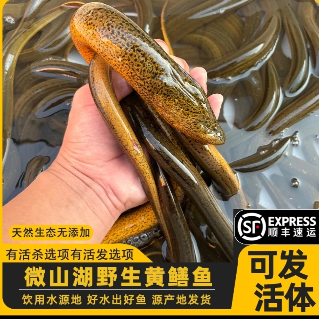 微山湖野生鳝鱼生态黄鳝新鲜活鱼宰杀可活体发货（顺丰包邮）