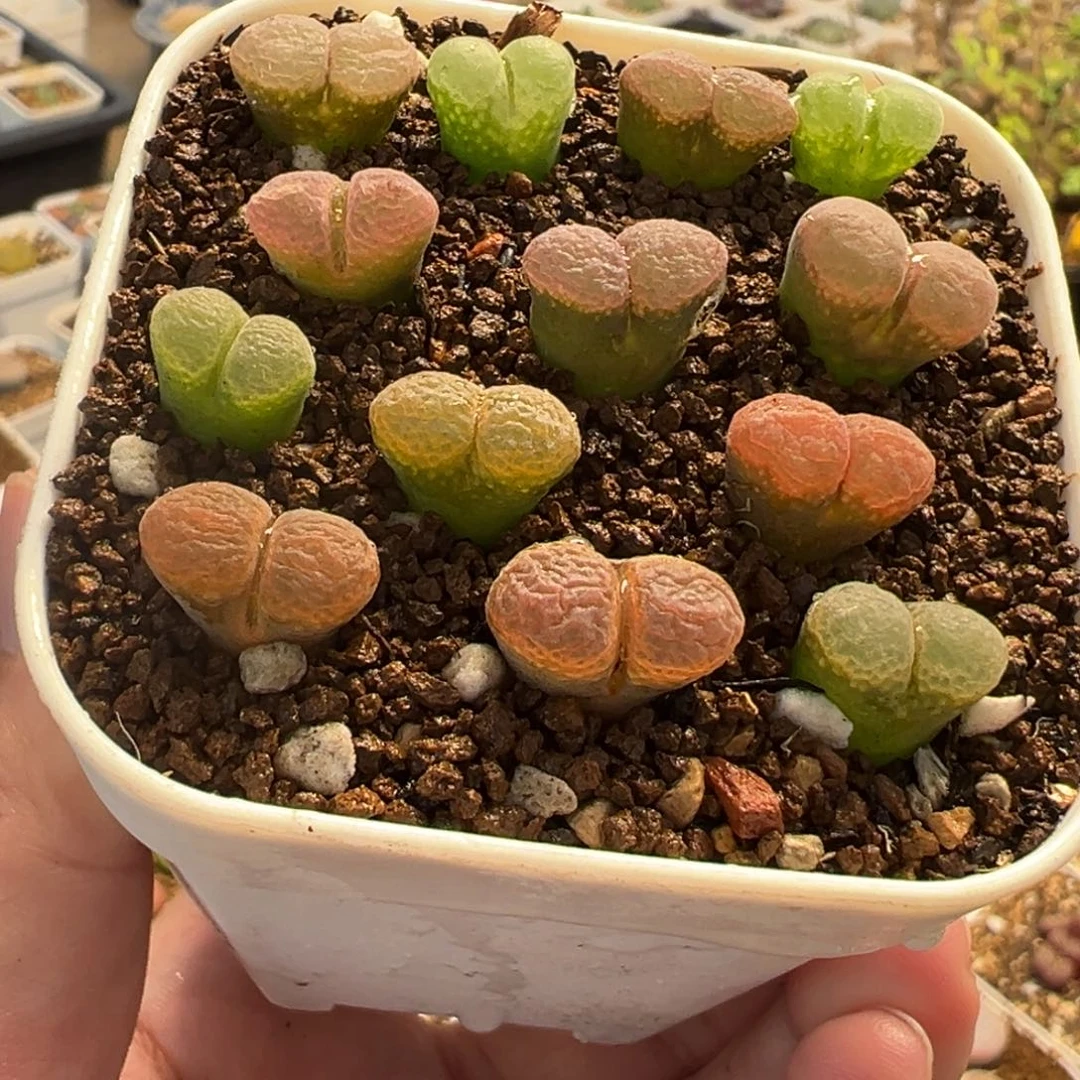 852多肉植物种类多样