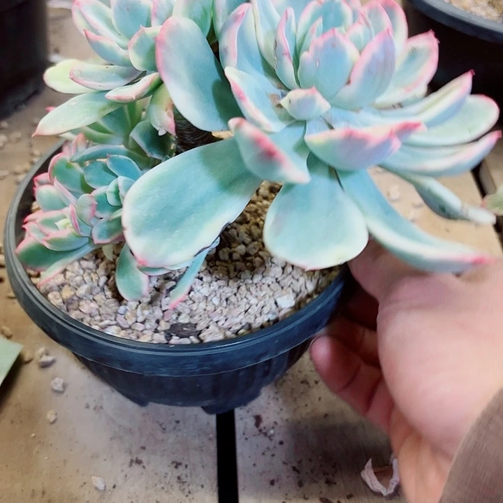 夢***想绮罗锦一物一拍2号