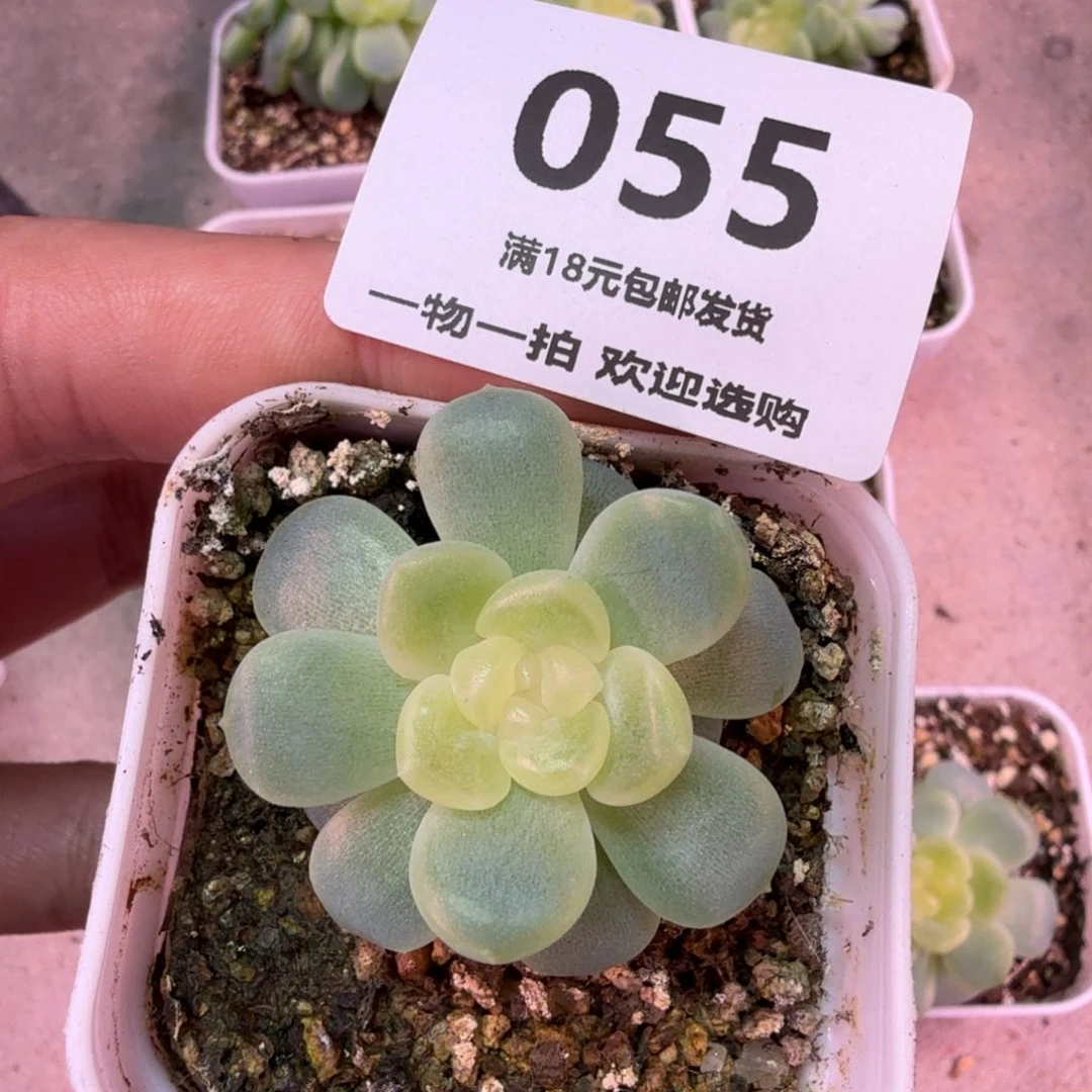 无尽灯一物一拍055