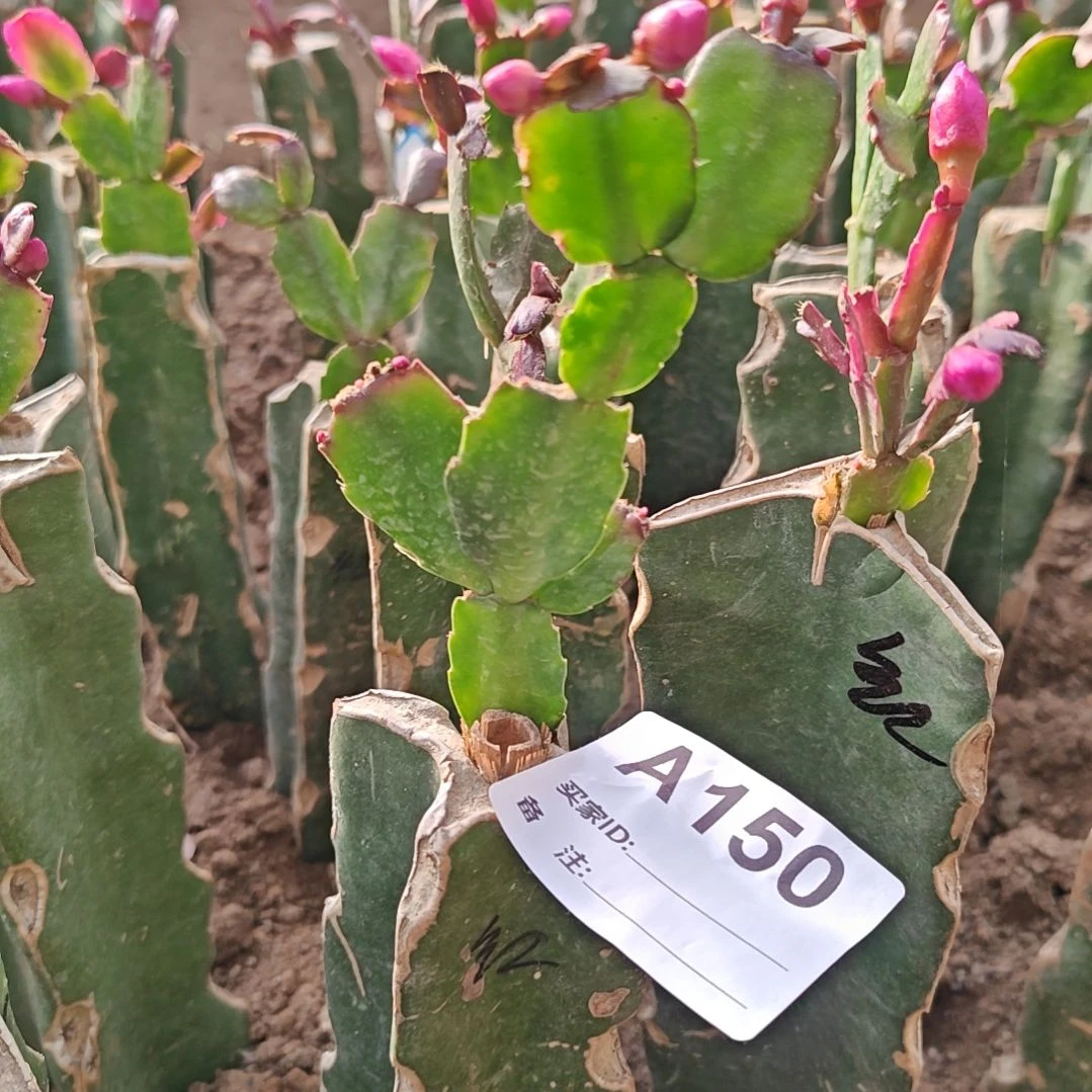 红桑巴零下五度以上包邮150