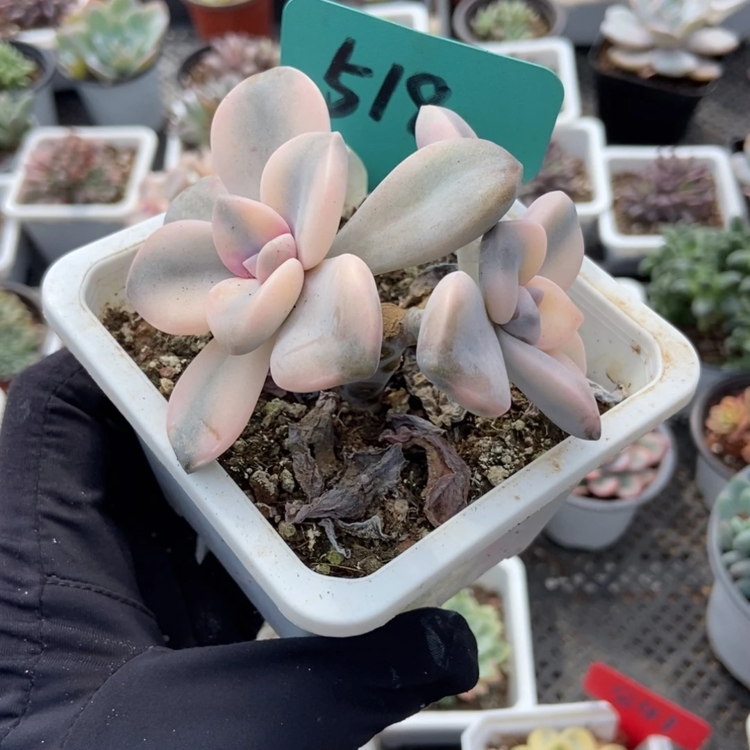 518紫乐锦多肉植物
