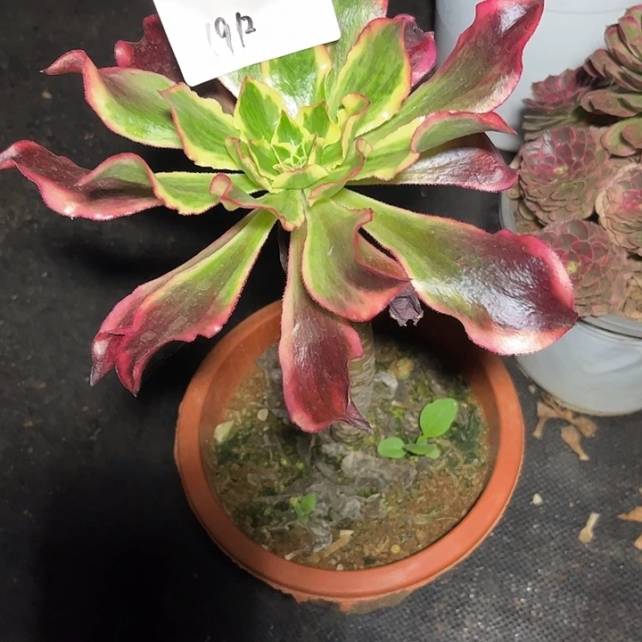 魅影大单头多肉植物保护专业1912