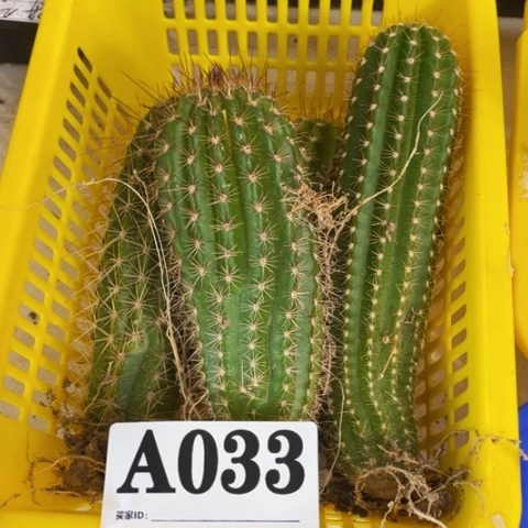 种子苗毛花柱a 033