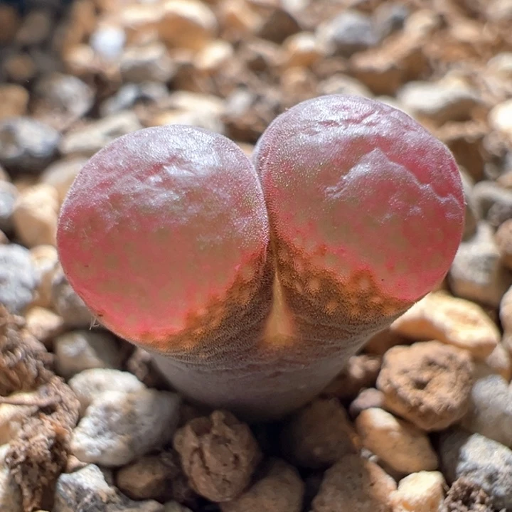 w216。c10x贝瑞公主。88折后价