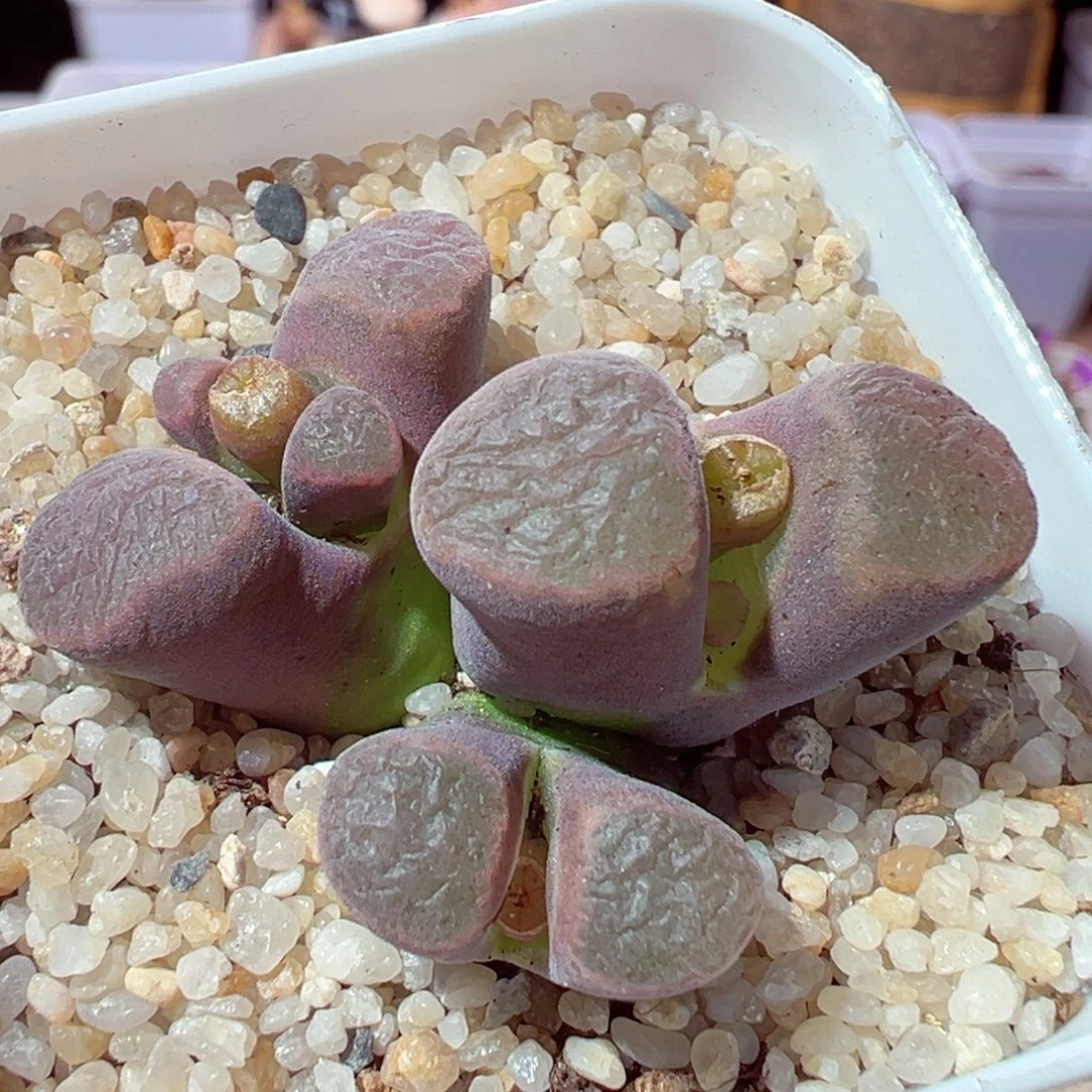 1223-309多肉多肉杂交