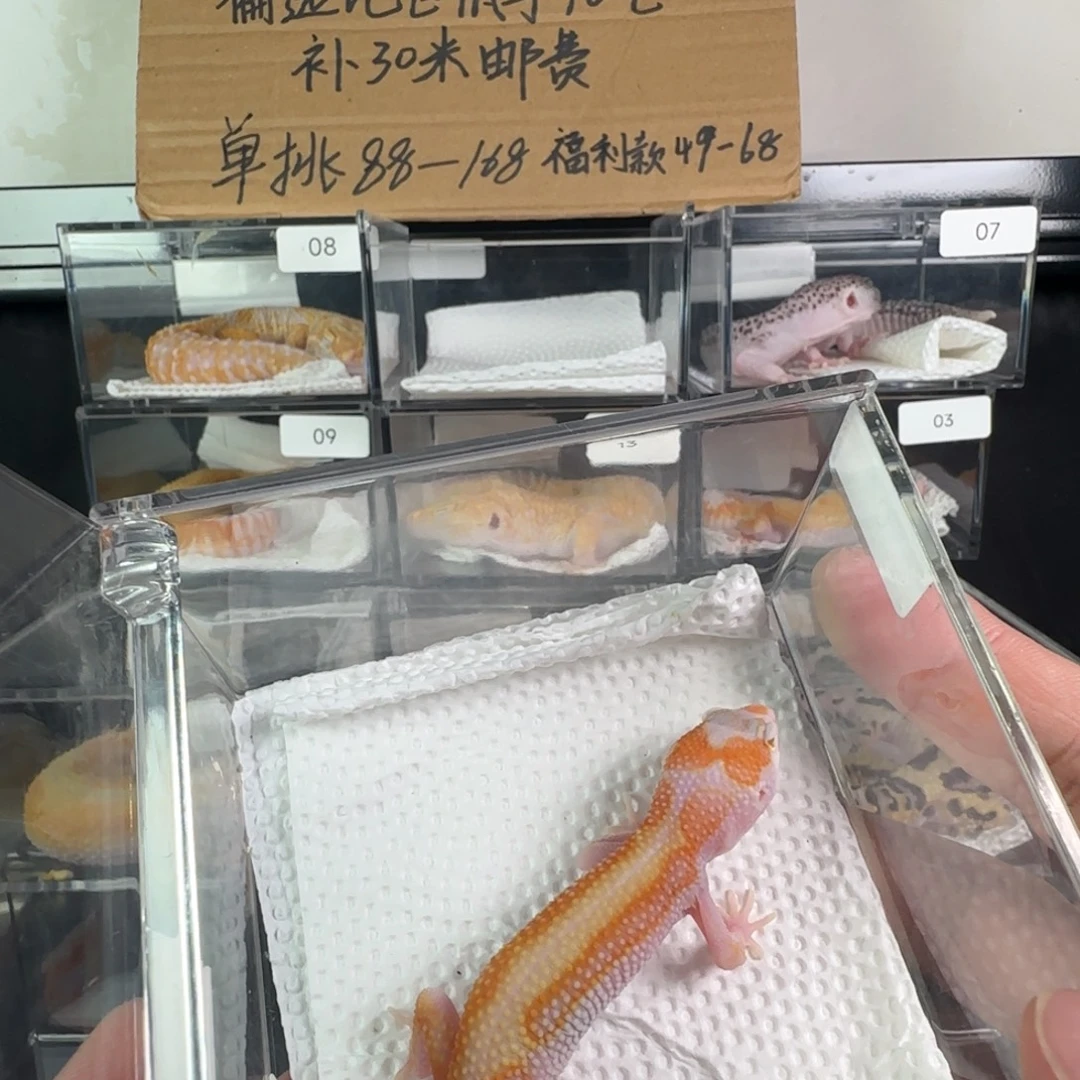 豹纹守宫白黄蜡笔暴龙弟弟