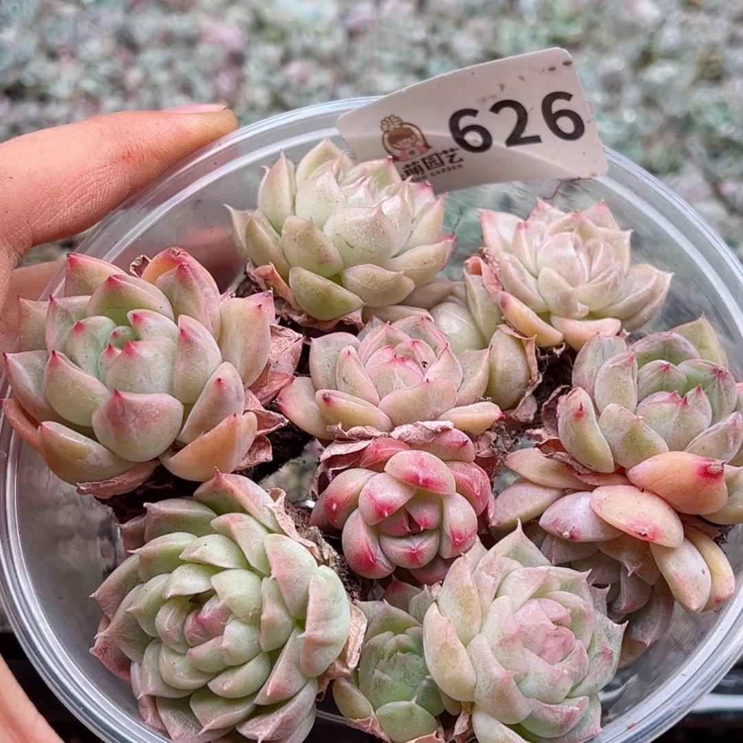 多肉植物多肉植物