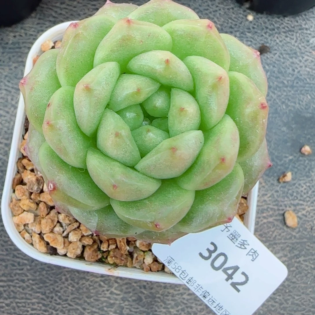 灯泡珍妮，3042多肉植物