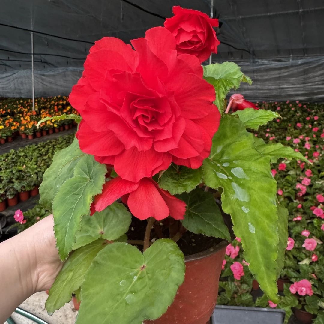 垂钓欢乐红 夫妻海棠超大花