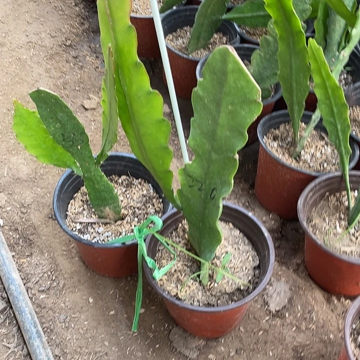 顺***6令箭荷花苗子洛根