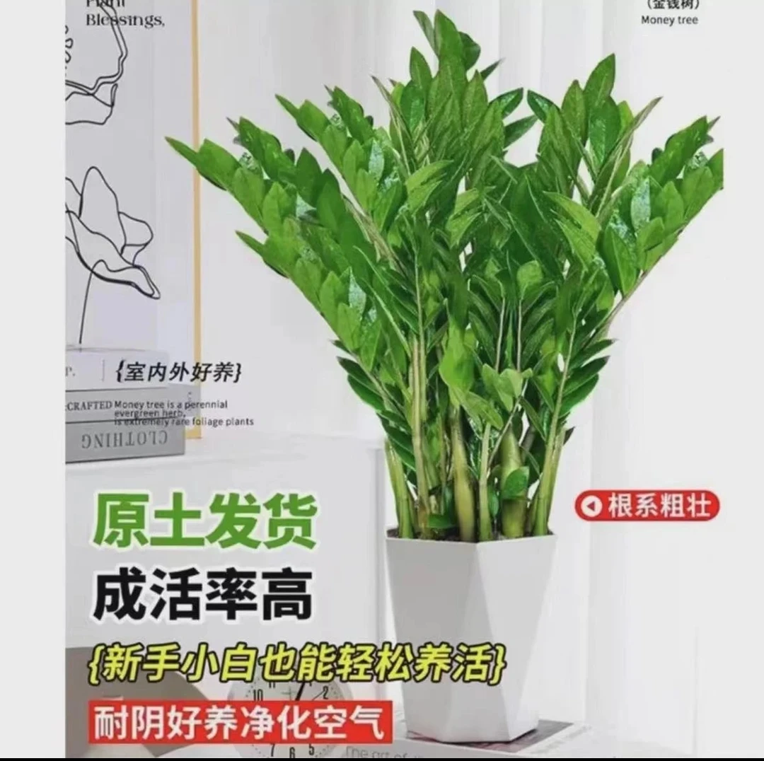 80-90公分金钱树盆栽植物串子小发财树室内客厅阳台摆放四季