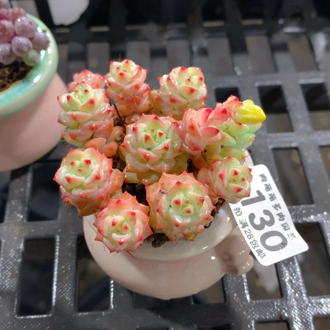 肉萌萌拇指盆精控多肉ZS130