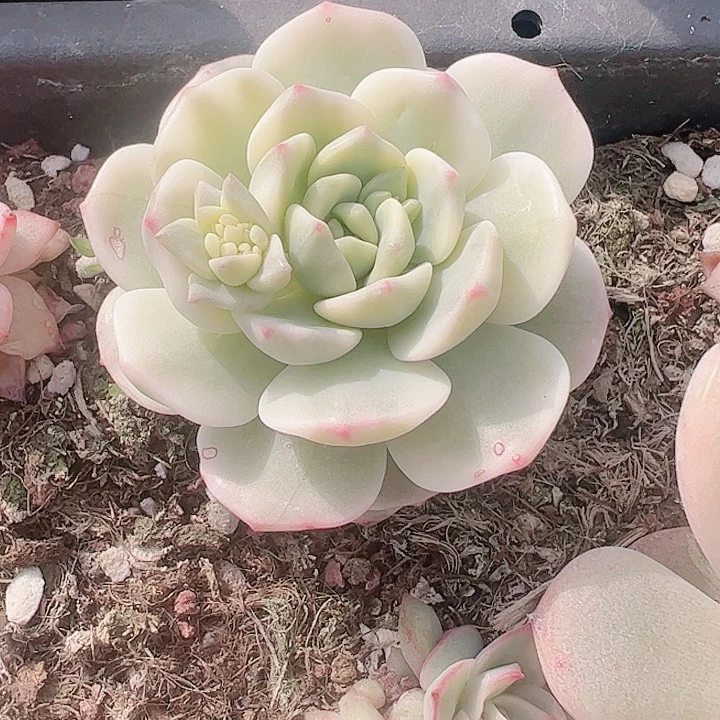 一****生多肉植物多肉植物