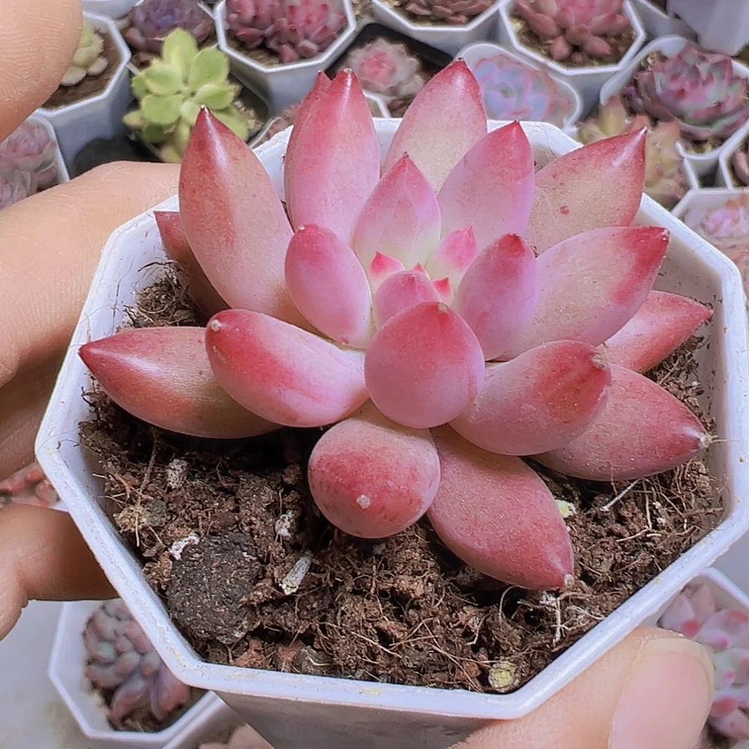 萌****虞美人10颗多肉植物