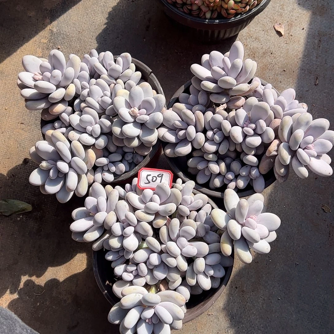 ✿****三颗一起原始奶酪