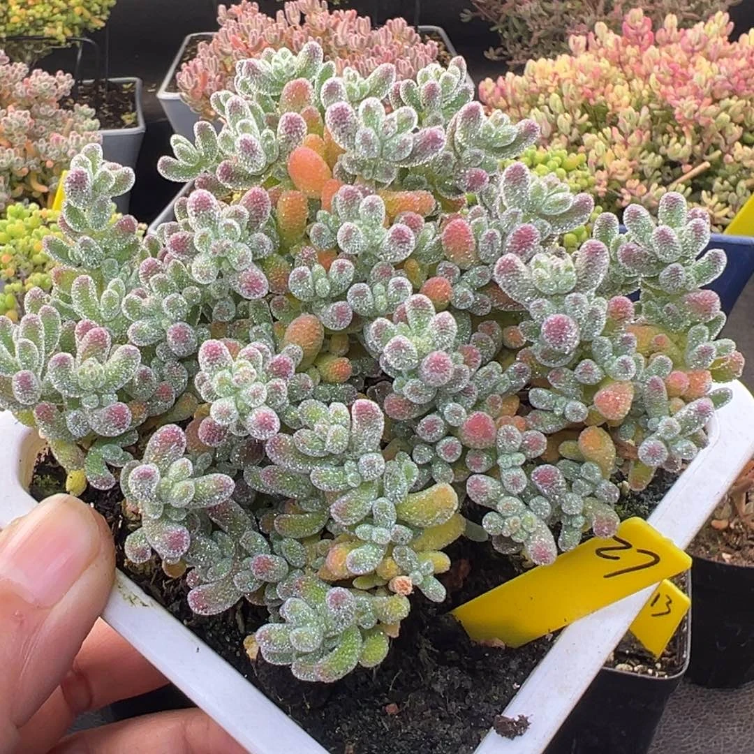 冰晶枝干27号10cm盆