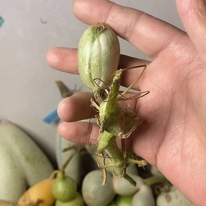 清***鱼青皮腰子葫芦手把件