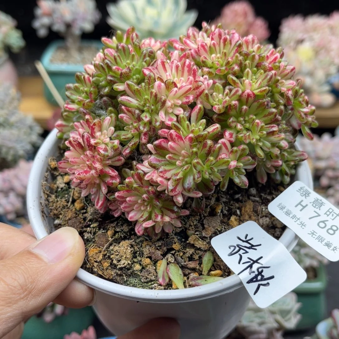 紫*768 带陶瓷盆发货 满28包邮