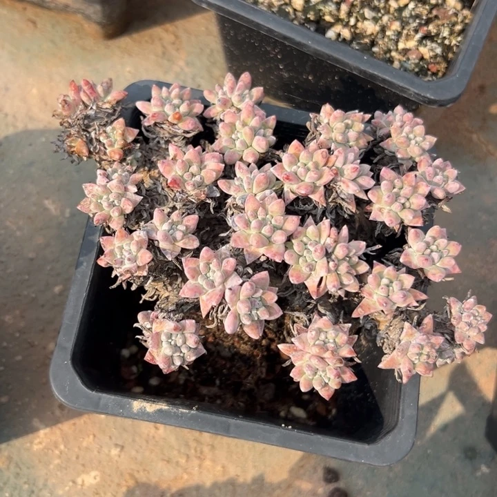 赵***子锦宸多肉～一物一拍1124