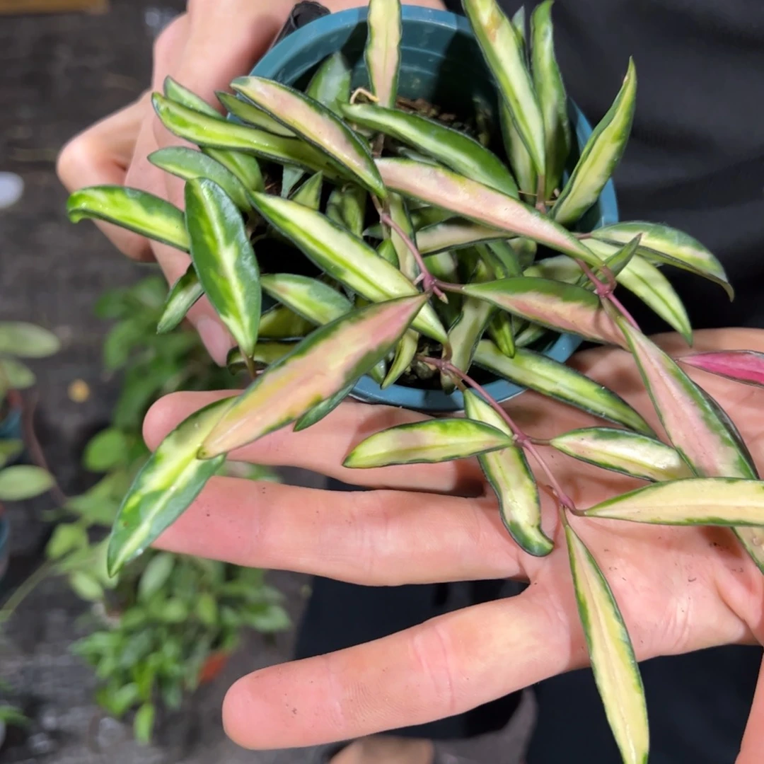 L****无花朵小冰糖球兰