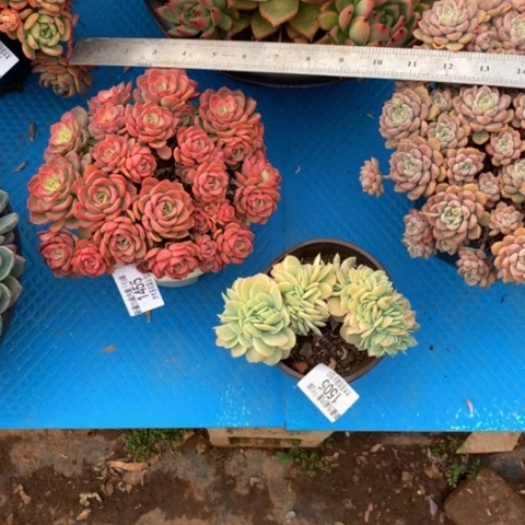 芹****1505星娜塔缀化多肉