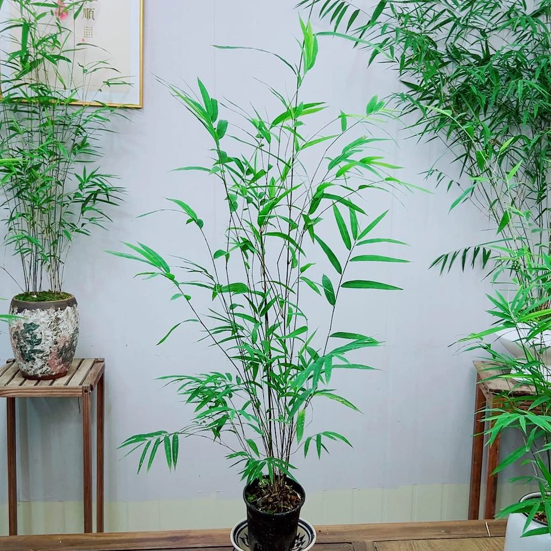 不开花植物内门竹