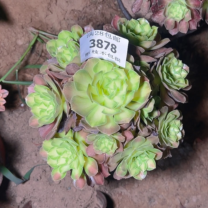 无花朵3878老桩韶华多肉植物2号