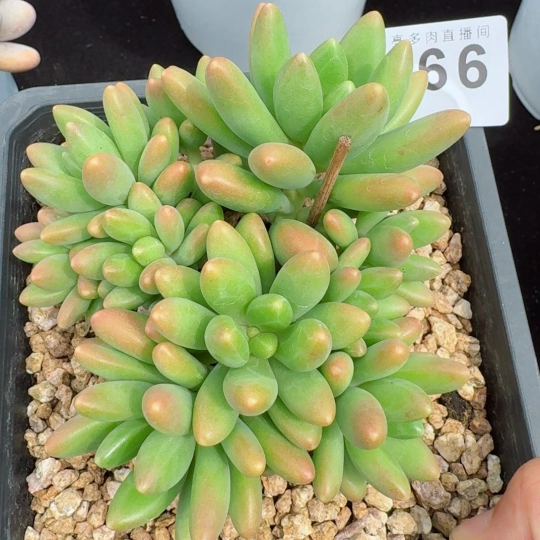 鲸落美人            精美多肉植物