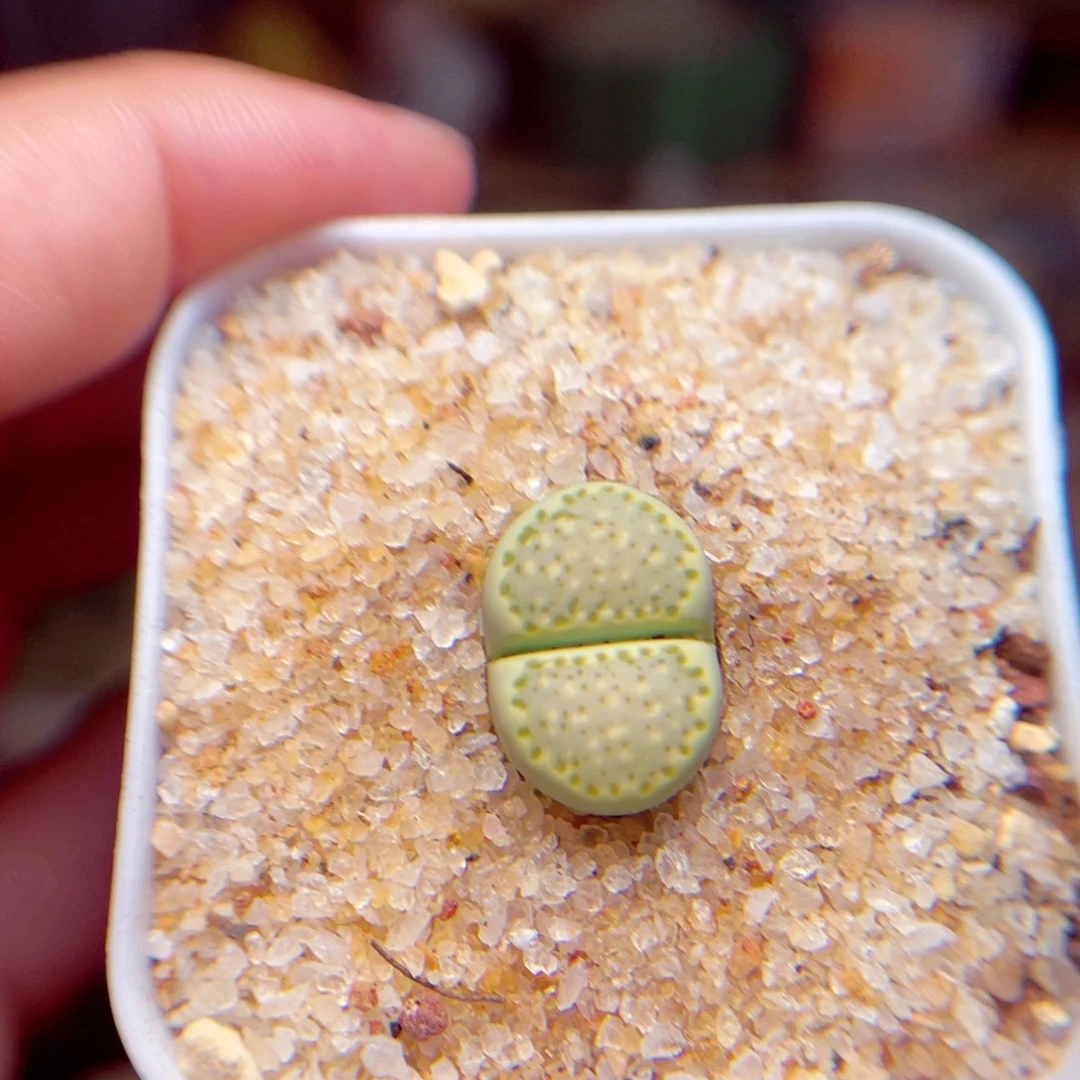 65号带盆包邮发货