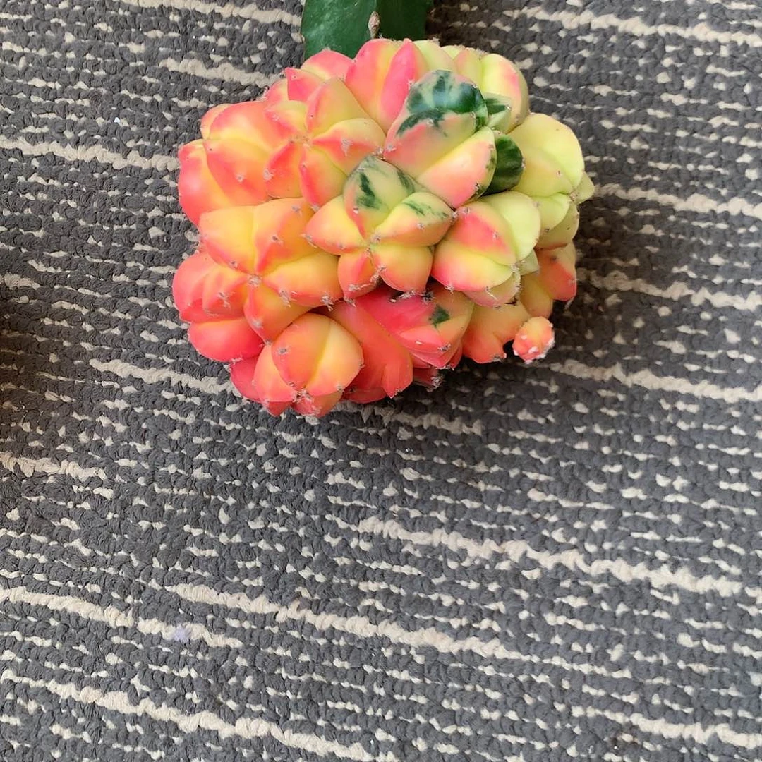 【闪购商品】红*?一玉玉玉