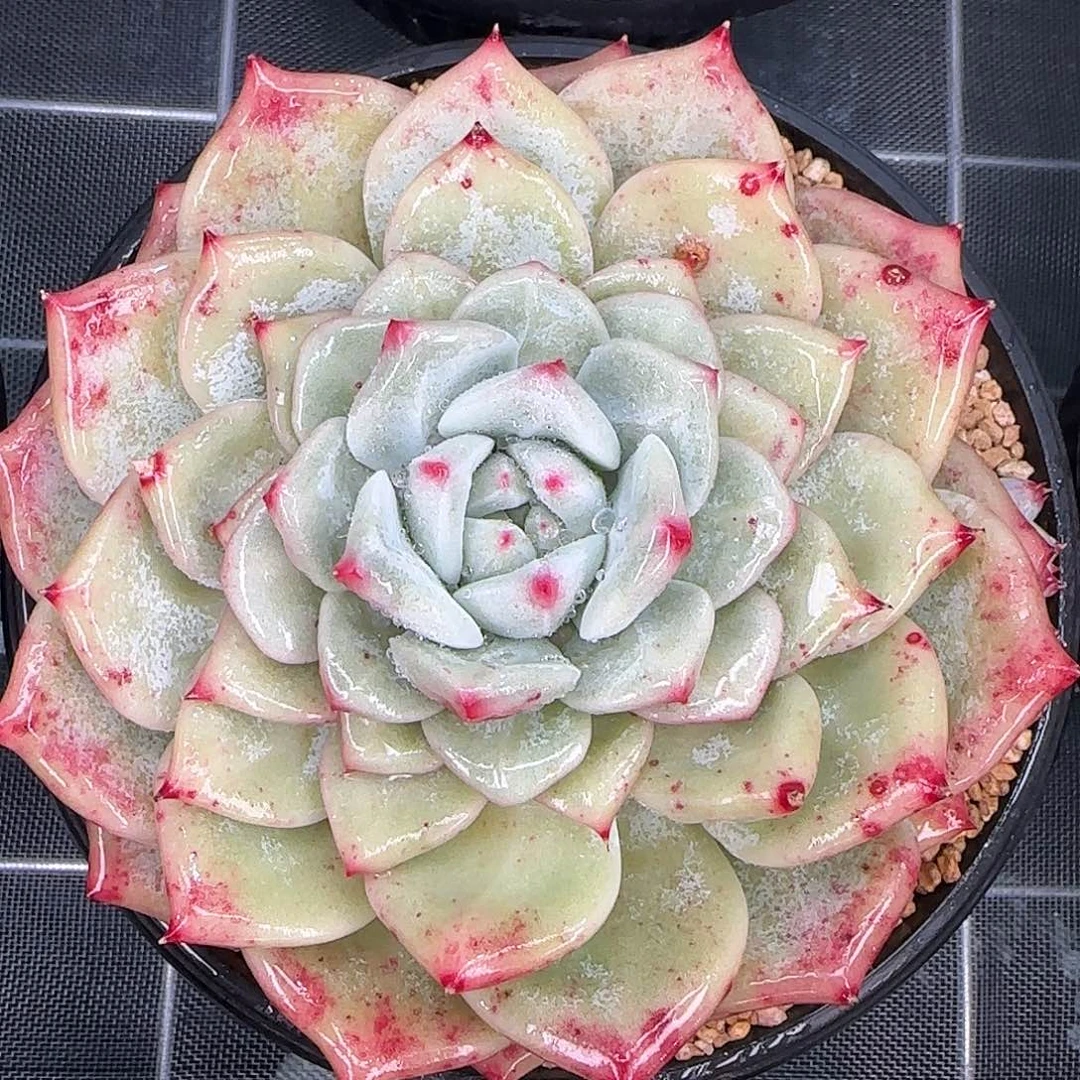 从前慢花园精选祖母绿