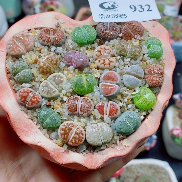 生石花花花花花花花花932