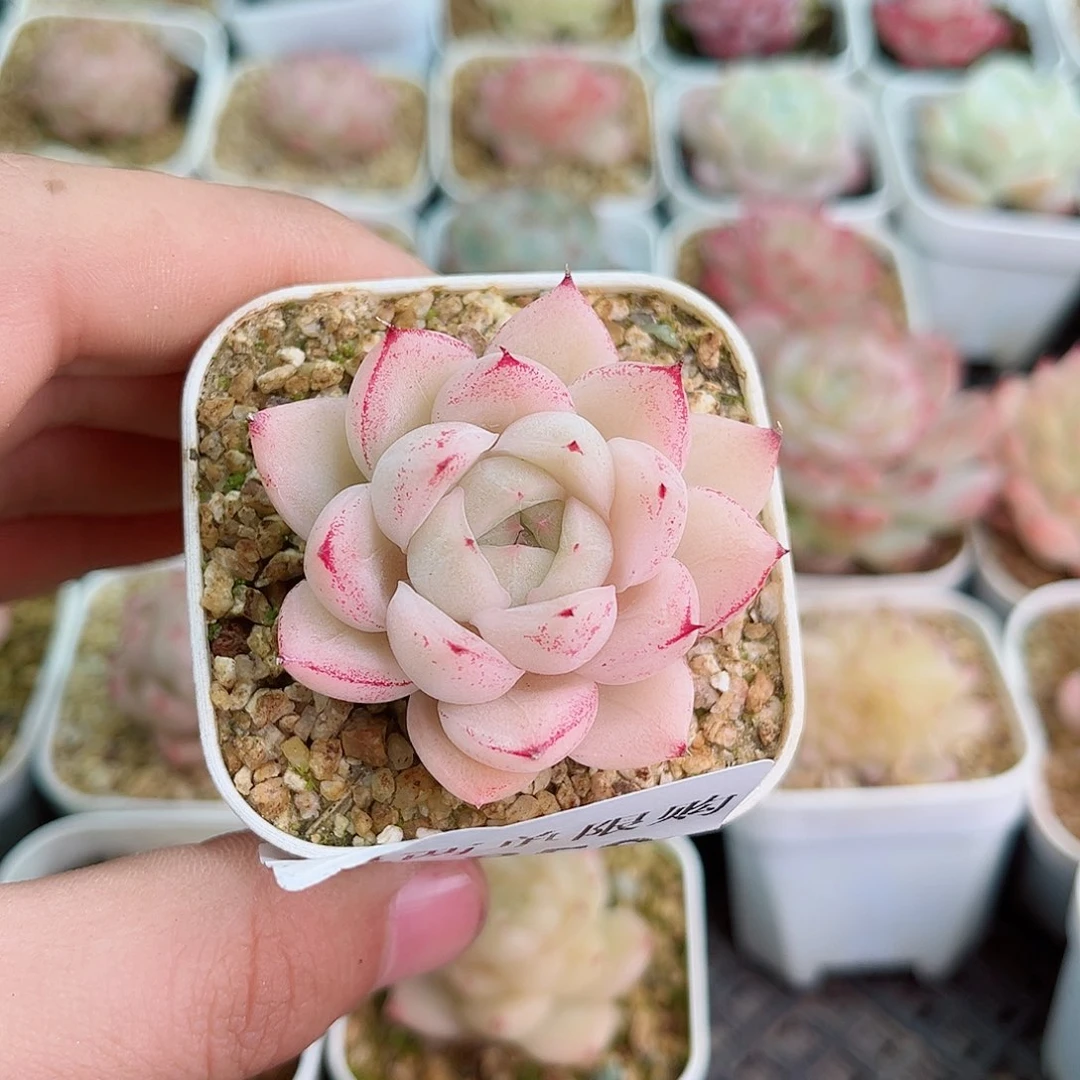 酱*1-859 新疆西藏内蒙不发零度以多肉