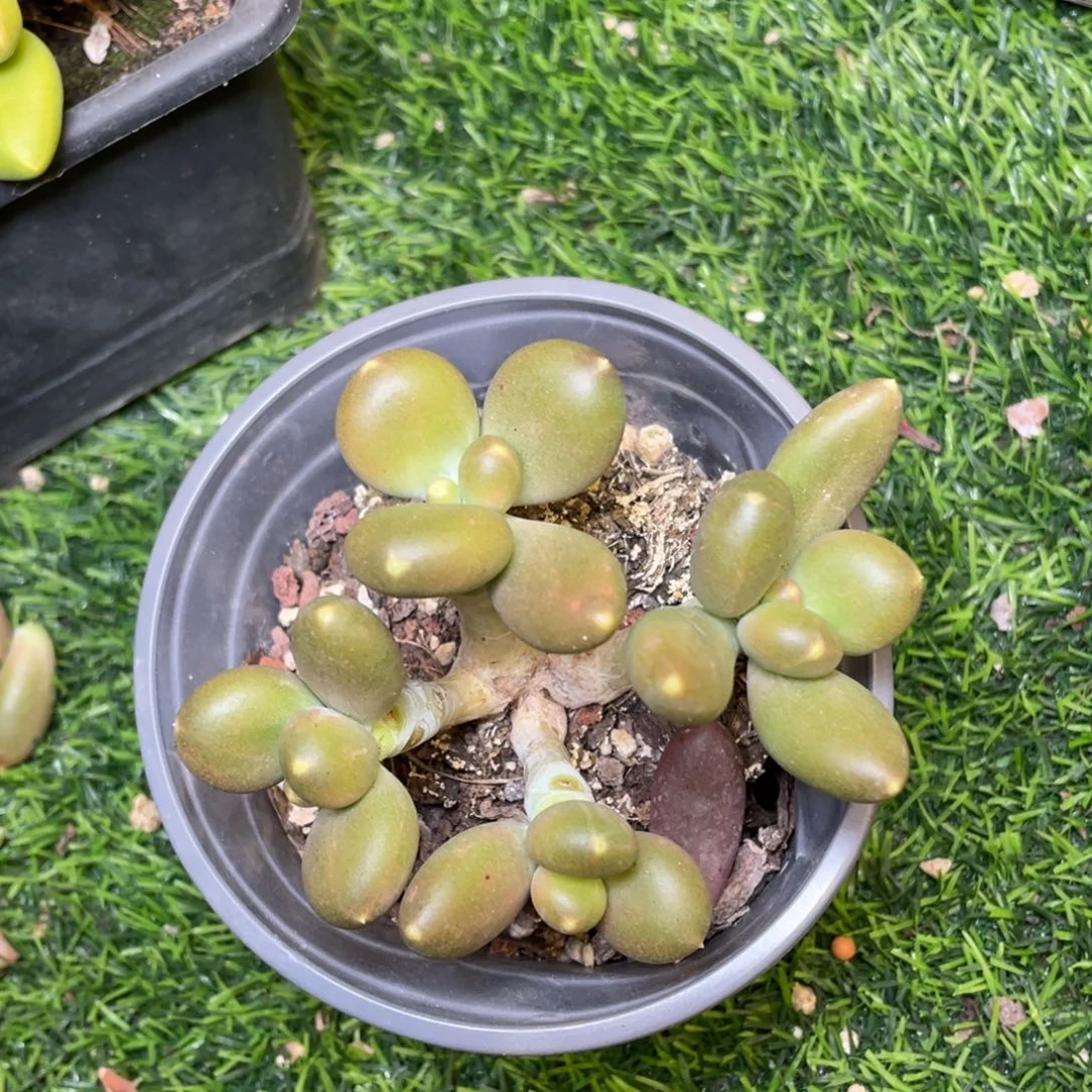 金蟾美人多肉植物