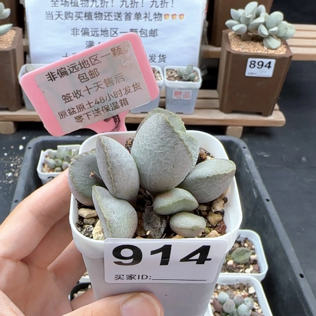 914圣姬多肉植物