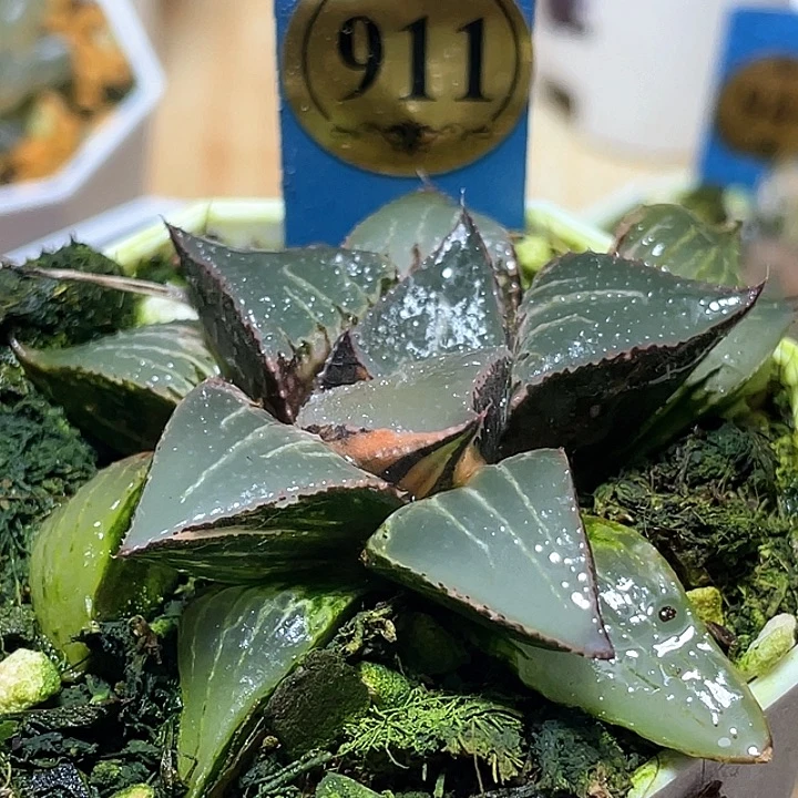911酒吞錦一物一拍