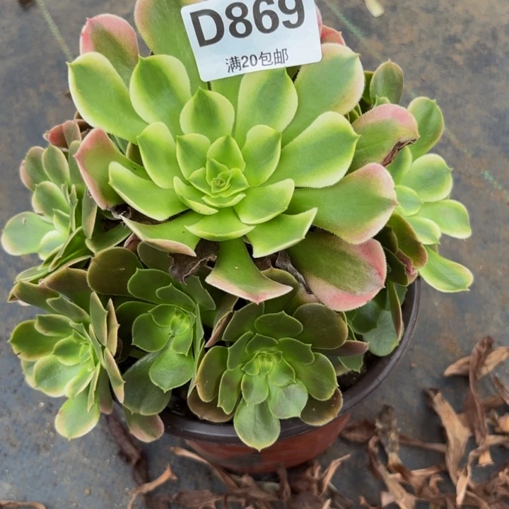 瑞妈多肉植物，869香妃