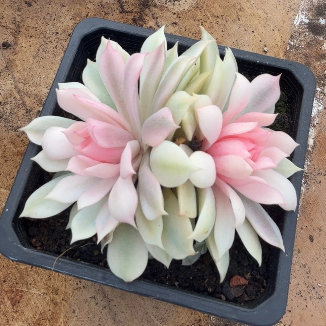 一刻粉蝶锦双头多肉锦