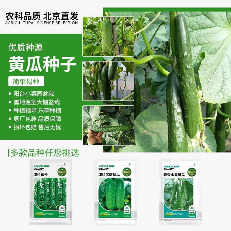 【农科院推荐】各种黄瓜种子唐山秋黄瓜种子水果黄瓜秋黄瓜蔬菜种子