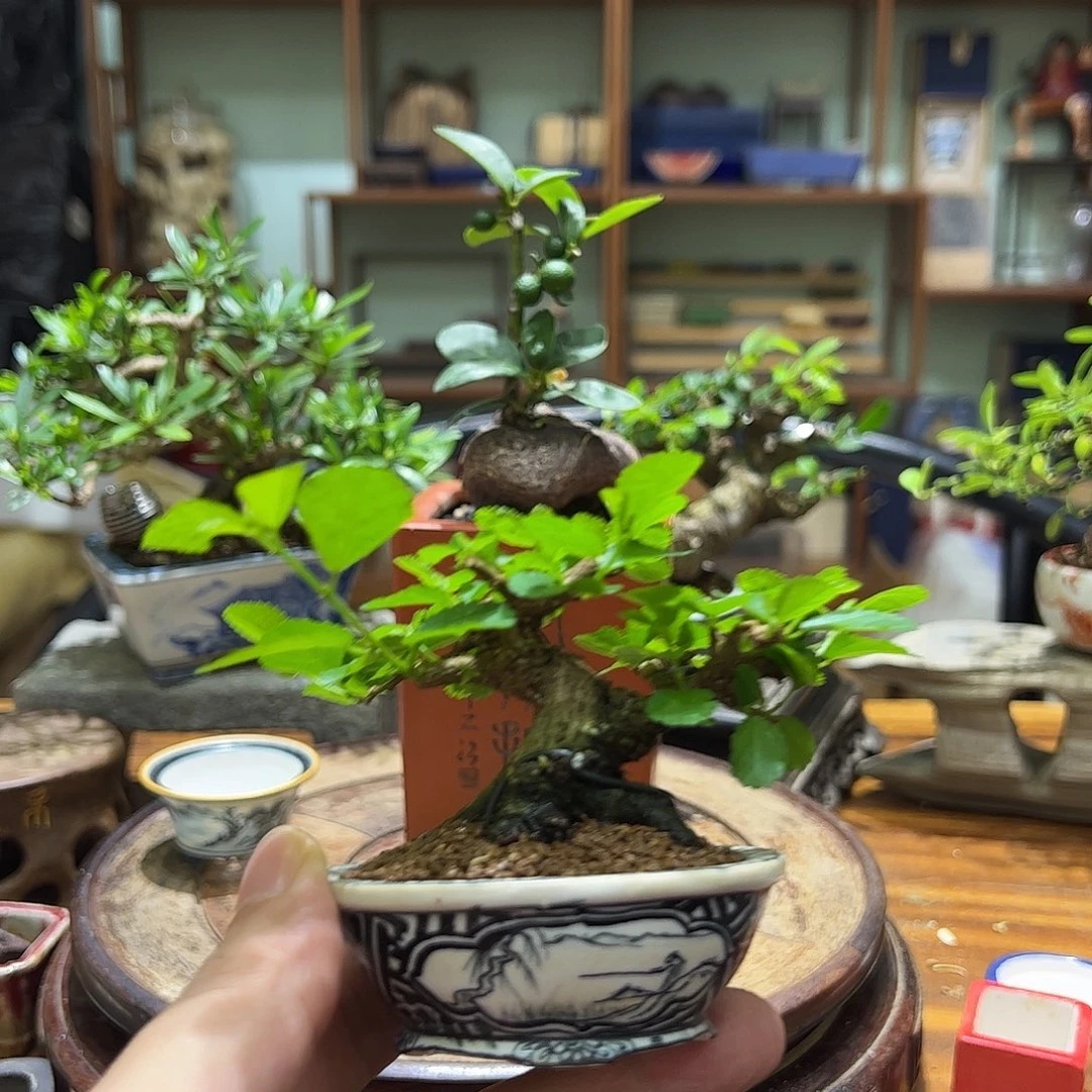 茶台盆景微笑盆景水莲木