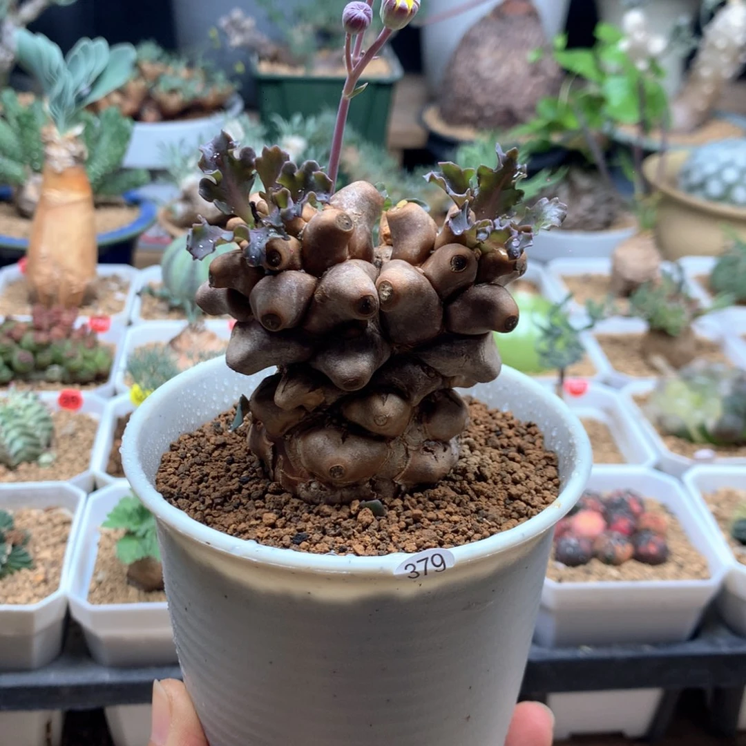 蛮鬼塔厚敦菊母本带盆379