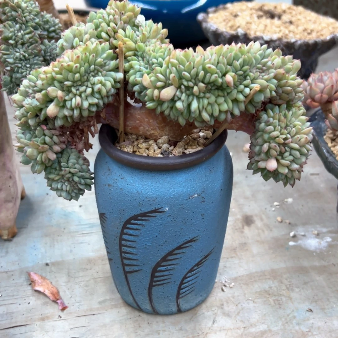 白胖子18 零零多肉植物