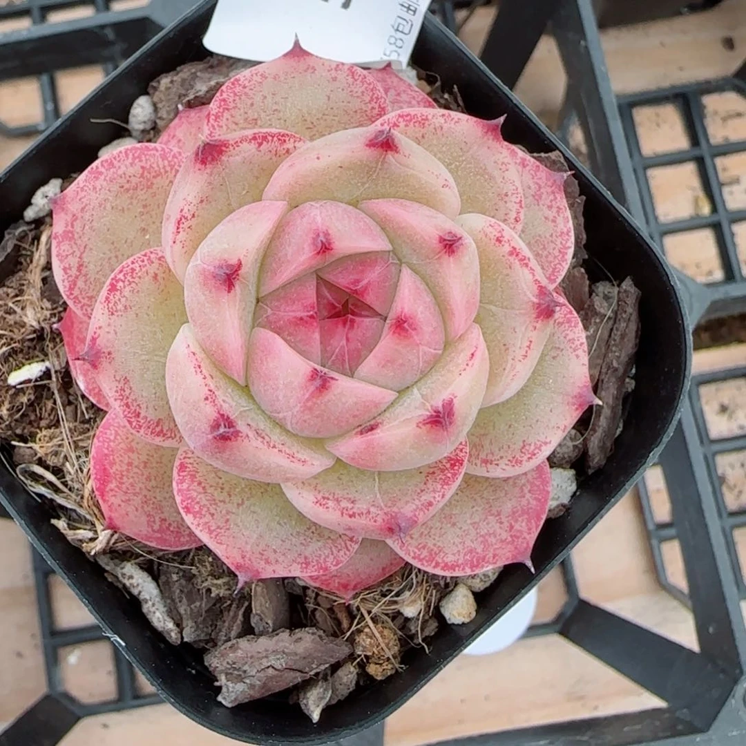 金辉珍妮，5097多肉植物