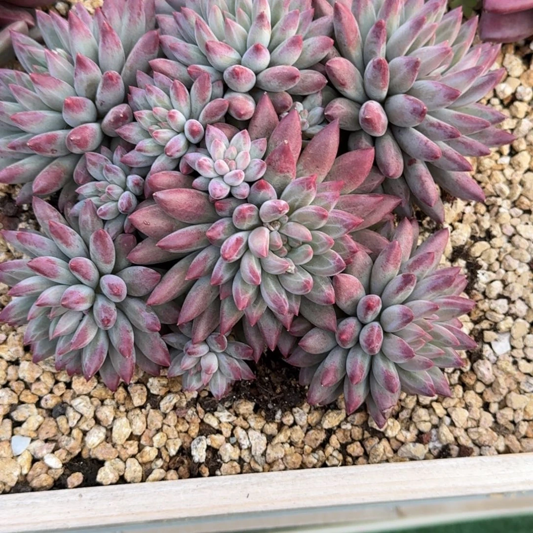 错***了钻石虞美人精品老桩