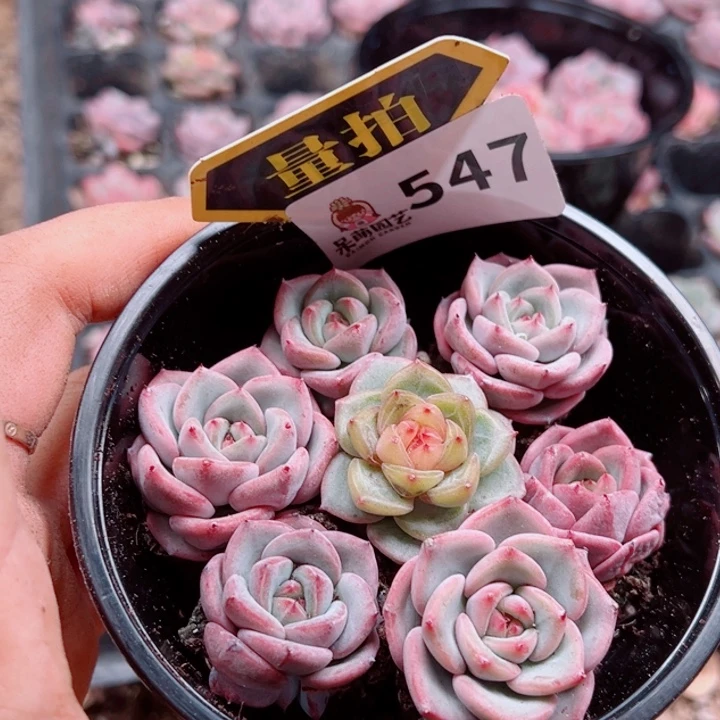 多肉植物多肉植物