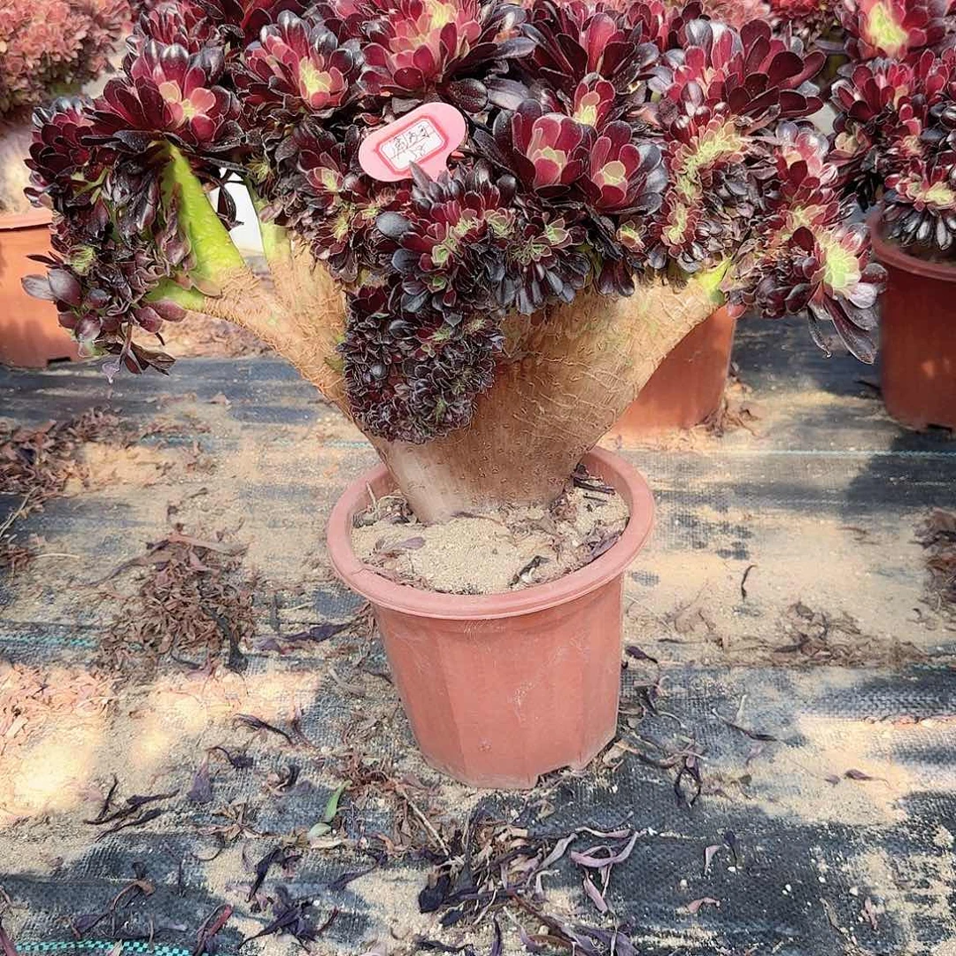 潇*哥欧紫一颗呀呀