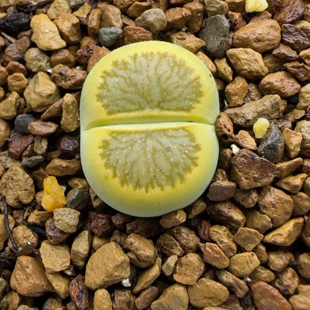 055 生石花大棚直播