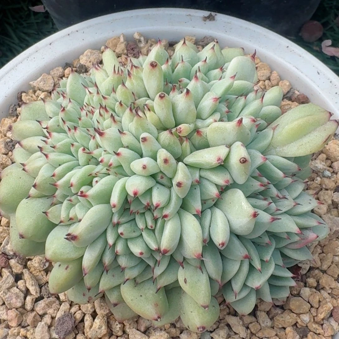 1809一物一拍（满28包邮