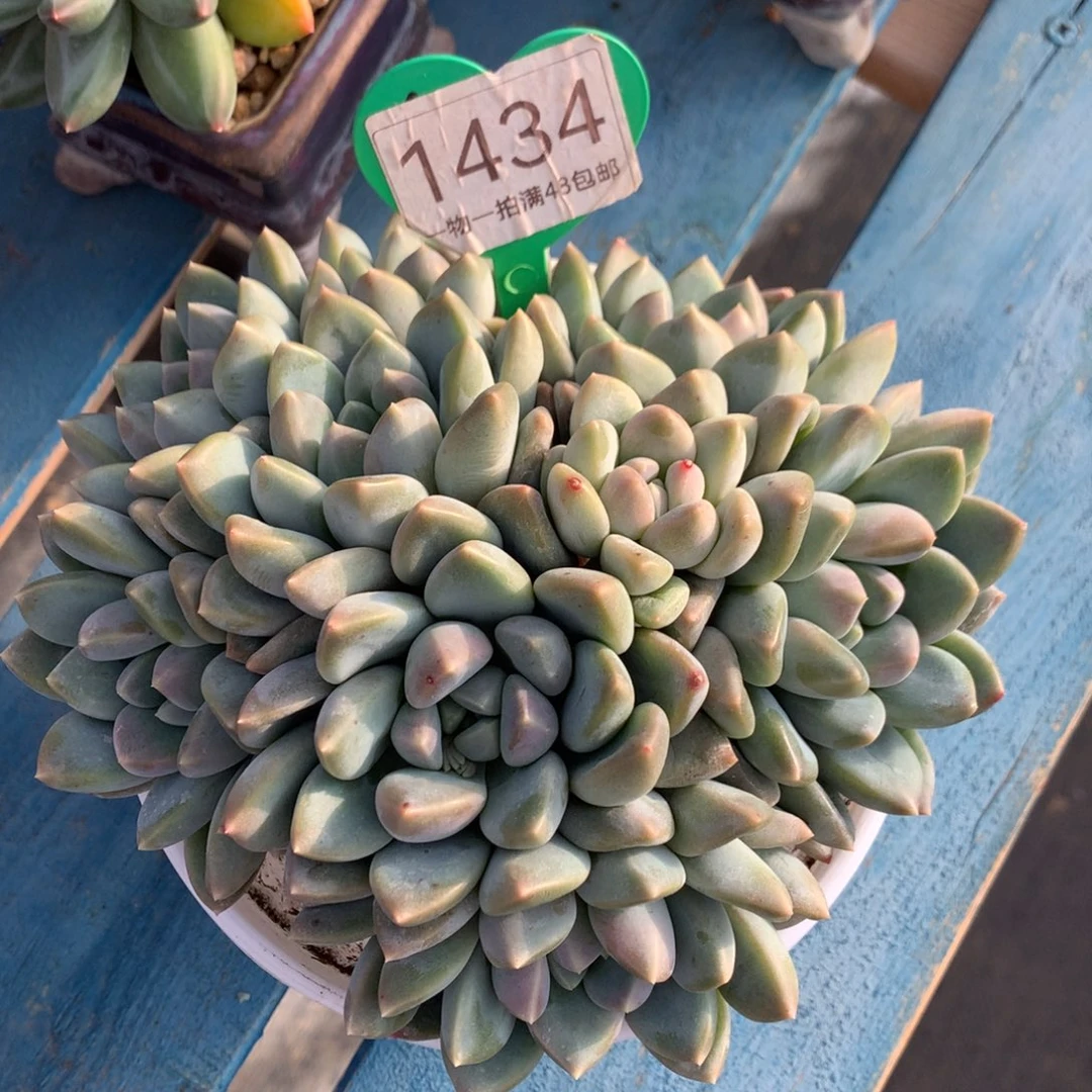 宽叶奶糖无砍平头1434